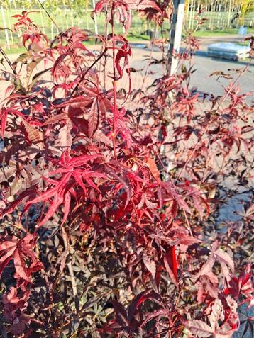 Acer palmatum red emperor rode Japanse esdoorn struiken125cm beschikbaar voor biedingen