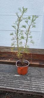 Cola plantje, Ophalen, Zomer, Volle zon