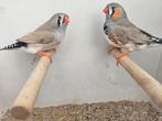 Koppel bleekrug grijs zebravink, Dieren en Toebehoren, Vogels | Overige Vogels, Meerdere dieren, Tropenvogel