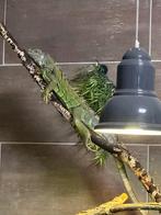 Groene leguaan man / Iguana Iguana 3 jaar oud, Hagedis, 3 tot 6 jaar