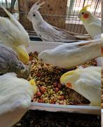 valk parkieten in vele kleuren, Meerdere dieren, Papegaai