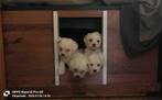 Pups maltezer reutjes 11 weken, Dieren en Toebehoren, Maltezer, Reu, 8 tot 15 weken, Meerdere