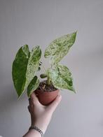 Alocasia Macrorrhiza Splash, Ophalen of Verzenden, Overige soorten, Minder dan 100 cm