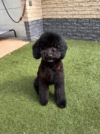 goldendoodle puppy teefje ⭐️🏡❤️, Dieren en Toebehoren, Honden | Niet-rashonden, Rabiës (hondsdolheid), 8 tot 15 weken, Meerdere