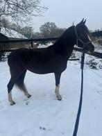 Tekoop mooie 2 jarige spring pony hengst, Springpaard, Minder dan 160 cm, Met stamboom, 0 tot 2 jaar