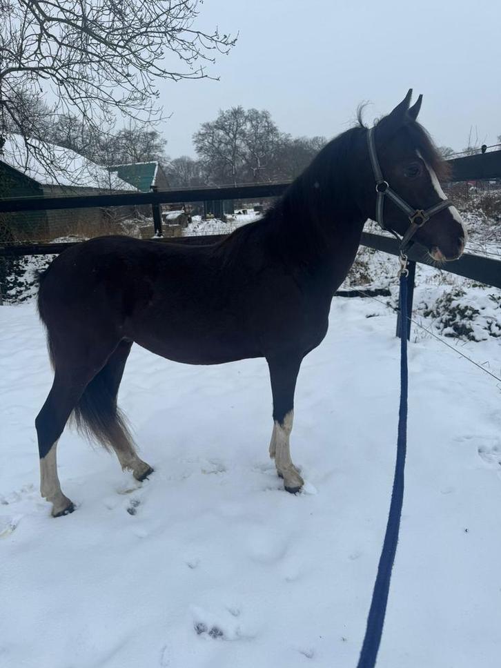 Tekoop mooie 2 jarige spring pony hengst, Dieren en Toebehoren, Paarden, Hengst, Onbeleerd, Minder dan 160 cm, 0 tot 2 jaar, Springpaard