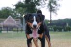 Dekreu Appenzeller sennenhond, Rabiës (hondsdolheid), Reu, Eén hond, 3 tot 5 jaar