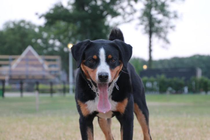 Dekreu Appenzeller sennenhond, Dieren en Toebehoren, Honden | Dekreuen, Reu, Particulier, Eén hond, Nederland, 3 tot 5 jaar, CDV (hondenziekte)