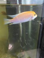 Malawi vissen, Dieren en Toebehoren, Ophalen, Zo goed als nieuw, Gevuld zoetwateraquarium