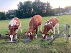 3 prachtige roodbonte koeien te koop., Dieren en Toebehoren, Vrouwelijk, 0 tot 2 jaar