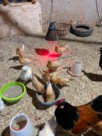 Friese hoentjes te koop, Dieren en Toebehoren, Pluimvee, Meerdere dieren, Kip
