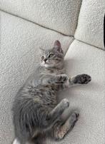 British short haar & maiene coon, Dieren en Toebehoren, Katten en Kittens | Raskatten | Korthaar, Poes