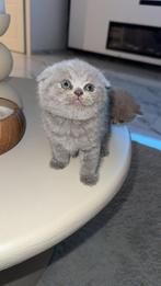 Scottisch fold en bristse korthaar  kittens, Meerdere dieren