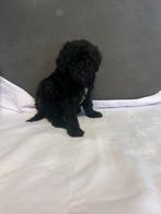 Mini labradoodle, Poedel, Rabiës (hondsdolheid), Reu, 8 tot 15 weken