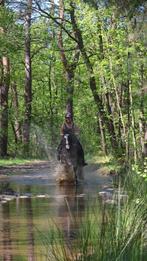 12 jarige ruin dark road 163 paard allround endurance, Dieren en Toebehoren, Paarden, Ruin, Recreatiepaard, 11 jaar of ouder