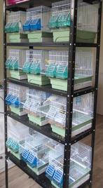 De laatste raszuivere Timbrado Mannen ( 2025) te koop, Dieren en Toebehoren, Mannelijk, Zangkanarie