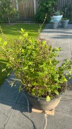 Grote pol citroenmelisse zonder bak, Tuin en Terras, Planten | Fruitbomen, Ophalen, Appelboom, Zomer