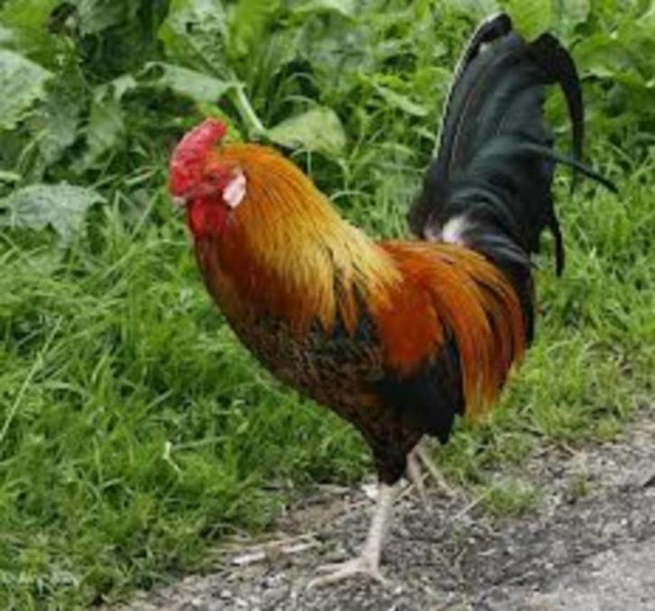 Grote Hanen en Middel grote Hanen en krielhanen., Dieren en Toebehoren, Pluimvee, Kip, Mannelijk