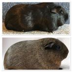 Cavia zeugen gezocht l goudagouti en zwart, Cavia, Vrouwelijk, Tam, Oktober