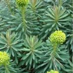 Euphorbia of wolfsmelk, Tuin en Terras, Planten | Tuinplanten, Overige soorten, Volle zon, Vaste plant, Ophalen of Verzenden