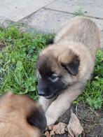 Belgische herder pups (tervuerense), Dieren en Toebehoren, Rabiës (hondsdolheid), Overige rassen, 8 tot 15 weken, Meerdere
