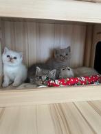 Britse korthaar kittens, Dieren en Toebehoren, Katten en Kittens | Overige Katten, Meerdere dieren