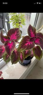 Coleus, Huis en Inrichting, Kamerplanten, Ophalen of Verzenden, Overige soorten, Minder dan 100 cm