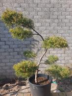 Juniperus in bonsai vorm, Tuin en Terras, Minder dan 100 cm, Overige soorten, Ophalen of Verzenden