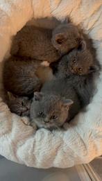 Brits korthaar, Dieren en Toebehoren, Katten en Kittens | Overige Katten, Meerdere dieren