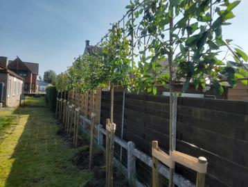 Lei glansmispel photinia fraseri red robin leiboom  beschikbaar voor biedingen