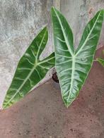 Alocasia longiloba knolletjes, Ophalen, Overige soorten, Minder dan 100 cm