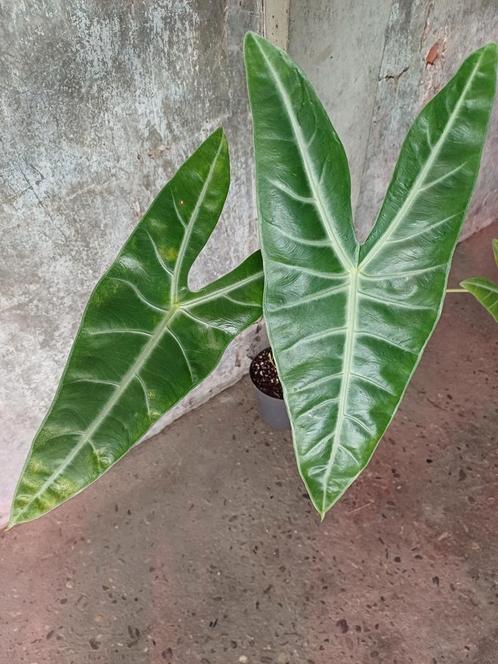 Alocasia longiloba knolletjes, Huis en Inrichting, Kamerplanten, Overige soorten, Minder dan 100 cm, Ophalen