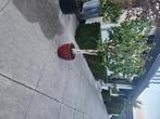 Ficus plant, Huis en Inrichting, Ophalen, Ficus, Halfschaduw, In pot