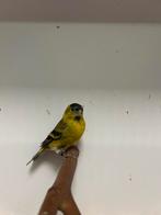 1-0 baard sijs, Mannelijk, Tropenvogel, Geringd