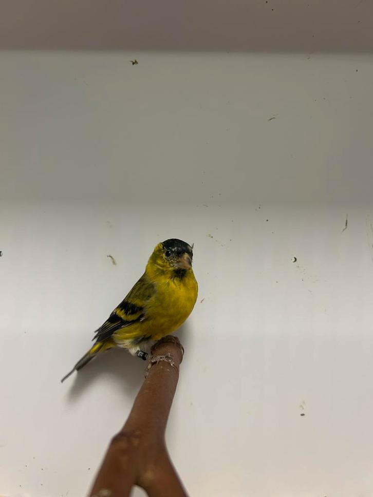 1-0 baard sijs, Dieren en Toebehoren, Vogels | Overige Vogels, Tropenvogel, Mannelijk, Geringd