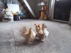 serama trio, Dieren en Toebehoren, Pluimvee, Meerdere dieren, Kip