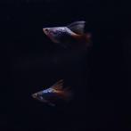 Platy papegaai tuxedo hoogvin, Dieren en Toebehoren, Vissen | Aquariumvissen, Vis, Zoetwatervis, Schoolvis