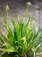 Zaden Eyngium agavifolium Agaafbladige Kruisdistel, Ophalen of Verzenden, Voorjaar, Volle zon, Zaad