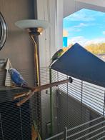 Grasparkiet wel samen, Ophalen, Zo goed als nieuw, Overige typen