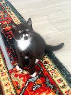 Britse korthaar katertje, Kater, Ontwormd, 0 tot 2 jaar