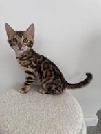 Bengaal, Dieren en Toebehoren, Katten en Kittens | Raskatten | Korthaar