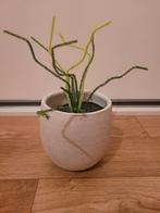 NIEUW! Kant en klaar! Plant surpise!, Diversen, Ophalen, Nieuw