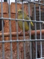 Koppel bergparkieten