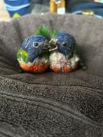 Handtammen lories van de blauwe berg, Dieren en Toebehoren