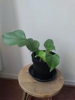 Epipremnum aureum, drakenklimop, hangplant, Huis en Inrichting, Kamerplanten, Ophalen, Overige soorten, Halfschaduw, Minder dan 100 cm