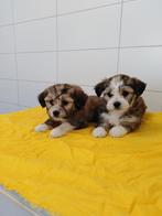 Boomer pups maltezer shih tzu lhasa apso teckel puppy hond, Dieren en Toebehoren, Honden | Chihuahua's en Gezelschapshonden, Nederland