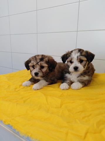 Boomer pups maltezer shih tzu lhasa apso teckel puppy hond

 beschikbaar voor biedingen