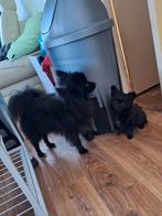 Pomchipup reutje alleen voor super ,super goed huisje!, CDV (hondenziekte), 8 tot 15 weken, Eén hond, Nederland