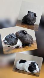 Beren beschikbaar., Dieren en Toebehoren, Knaagdieren, Cavia, Juni, Mannelijk, Tam