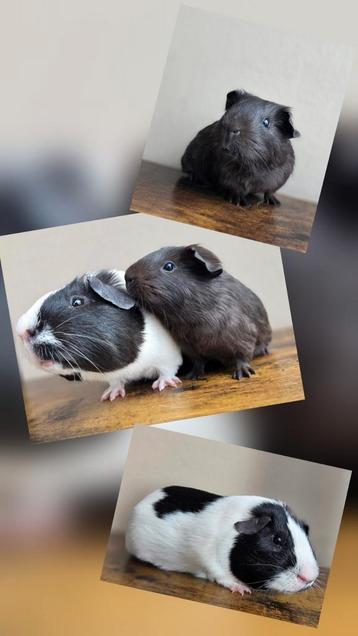 Beren beschikbaar.  beschikbaar voor biedingen